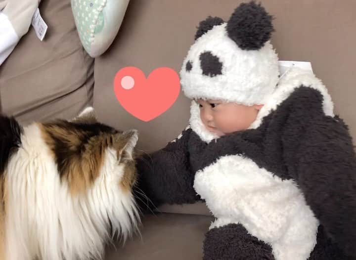 のインスタグラム：「🐼 ハロウィン限定のジェラピケパンダが届いたので 早速着せてみた🐼　 着せた途端、ぴゃん（菊比古）の食いつきが😂wwww やめてwww . . . 人の気持ち良い素材は、ねこ様も好きだよねー😂 ずっと着せていたらあっという間にボロボロになりそうなのでお出かけ用がベストかも😆💦 . .  #赤ちゃん　#生後5ヶ月　#泣き顔 #赤ちゃんのいる生活  #薄毛女子　#ジェラートピケ #ジェラートピケベビー  #赤ちゃん動画　#gelatopique  #パンダ　#panda #着ぐるみ　#🐼　#もこもこ　#ジェラピケ　 #ScottishFold #スコティッシュフォールド #猫#scottishfold_kikuhiko #まん丸ねこ部  #catsofworld #cat  #catstagram  #baby#catsofinstagram #ilovemycat #instagramcats  #赤ちゃんと猫 #猫と赤ちゃん」