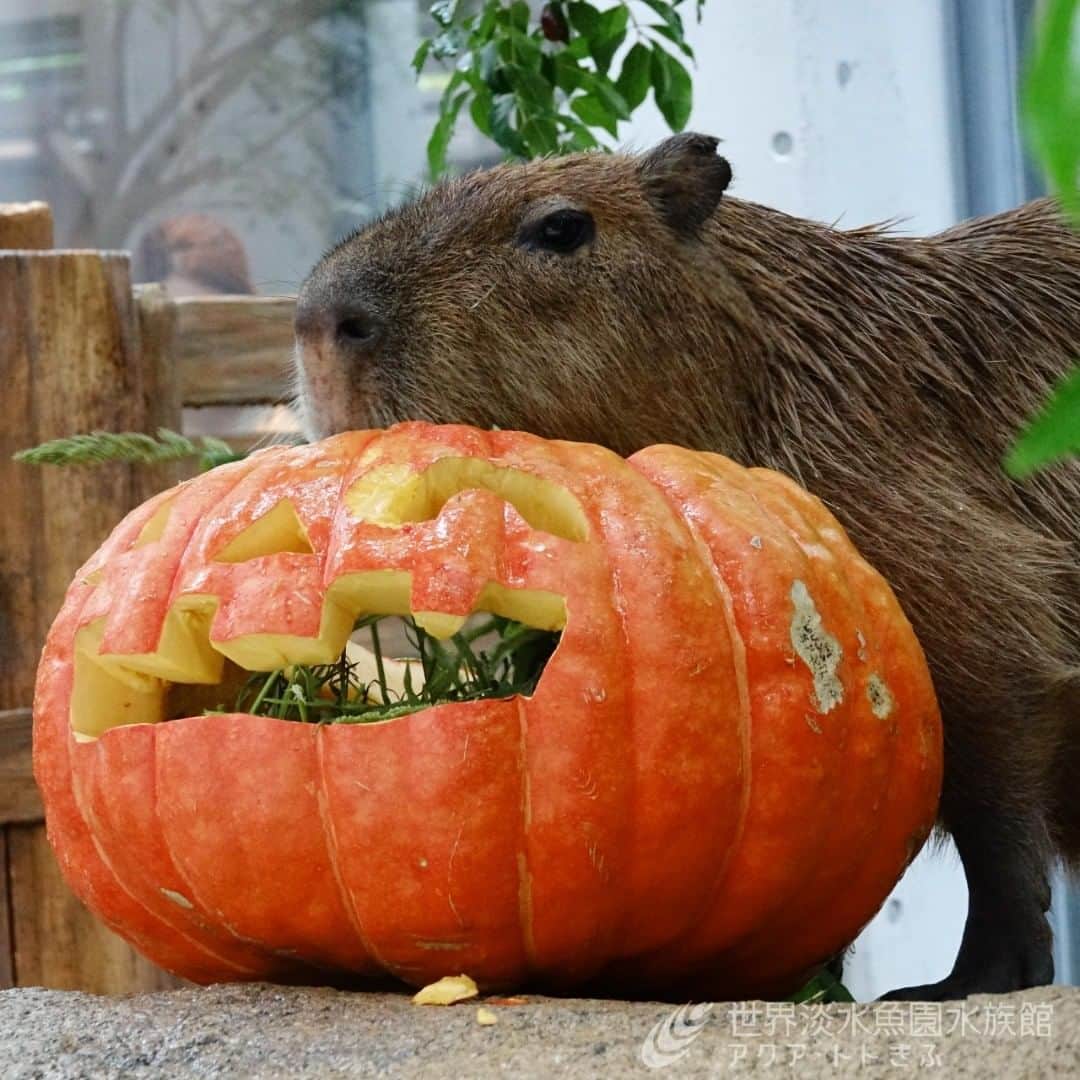 世界淡水魚園水族館 アクア・トト ぎふのインスタグラム：「Happy Halloween✨🎃 おばけカボチャをカピバラたちにプレゼントしました！  中身のおやつだけではなく、カボチャもボリボリ音を立てて食べていましたよ。普段食べるカボチャより、非常に味は薄かったのですが･･･。 明日も開催しますので、お楽しみに！  #アクアトト #アクアトトぎふ #アクアトト岐阜 #ハロウィン#水族館#aquarium#カボチャ」