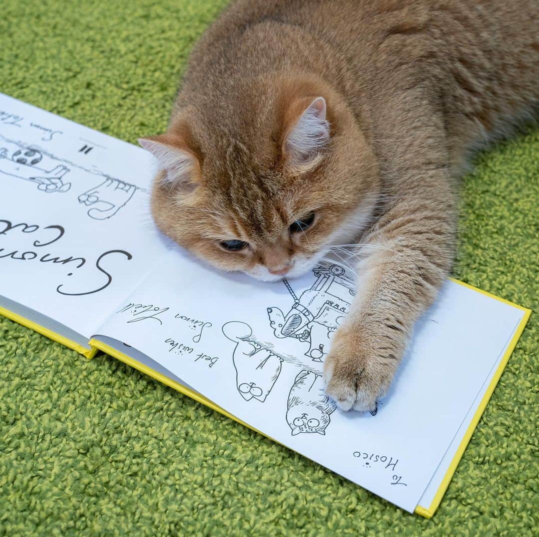 Hosicoさんのインスタグラム写真 - (HosicoInstagram)「I read Simon Tofield's new book - It's A Dog’s Life 🐶 This is a coloring book 🎨 Thanks @simonscatofficial ❤️」10月19日 16時38分 - hosico_cat