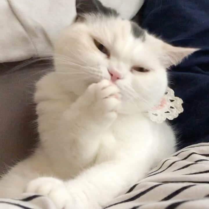 のインスタグラム：「٩( ᐛ )و👅🐾 . . ゆず丸がひたすら んべんべ👅するだけの動画 . ※私のお腹の上😂 ぷよぷよだから居心地良いのか 最近よくフミフミや、寛ぎにきてくれます🤯 嬉しいけど嬉しくない🤣 .  #スコティッシュフォールド#ScottishFold#スコティッシュ #adorable #猫 #子猫#ふわもこ部#まん丸ねこ部#adrable #kawaii #fluffycat#fluffy#catsofinstagram#kitten #kitty #kawaii#Excellent_Kittens#cutepetclub#ScottishFold_Yuzu#scottishfoldkitten#ゆず丸#みんねこ#みんなのねこ部#ぺこねこ部 #んべんべ　#👅」