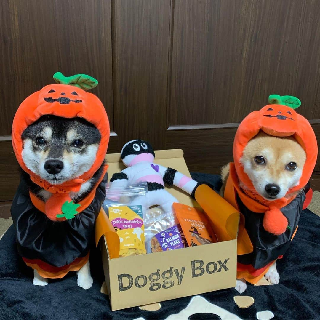 豆柴なつ&ふゆさんのインスタグラム写真 - (豆柴なつ&ふゆInstagram)「Ahead of Halloween🎃👻😆💕 先取りハロウィン🎃👻😆💕 #doggybox #ドギボ #ハロウィン#halloween #ハロウィン仮装 #halloweencostume #先取り #黒柴#赤柴#柴犬ライフ#pecoいぬ部 #shiba_snap  #仲良し#わんこ  #柴犬#shiba #shibainu #shibastagram #いぬすたぐらむ #pecoいぬ部 #犬バカ部 #shibainumag_feature #instafollow #dogoftheday  #🐕📷 #theshibasociety #mameshiba  #柴#proudshibas #cutepets #柴犬マニア」10月19日 20時54分 - mameshiba.natsuinu56