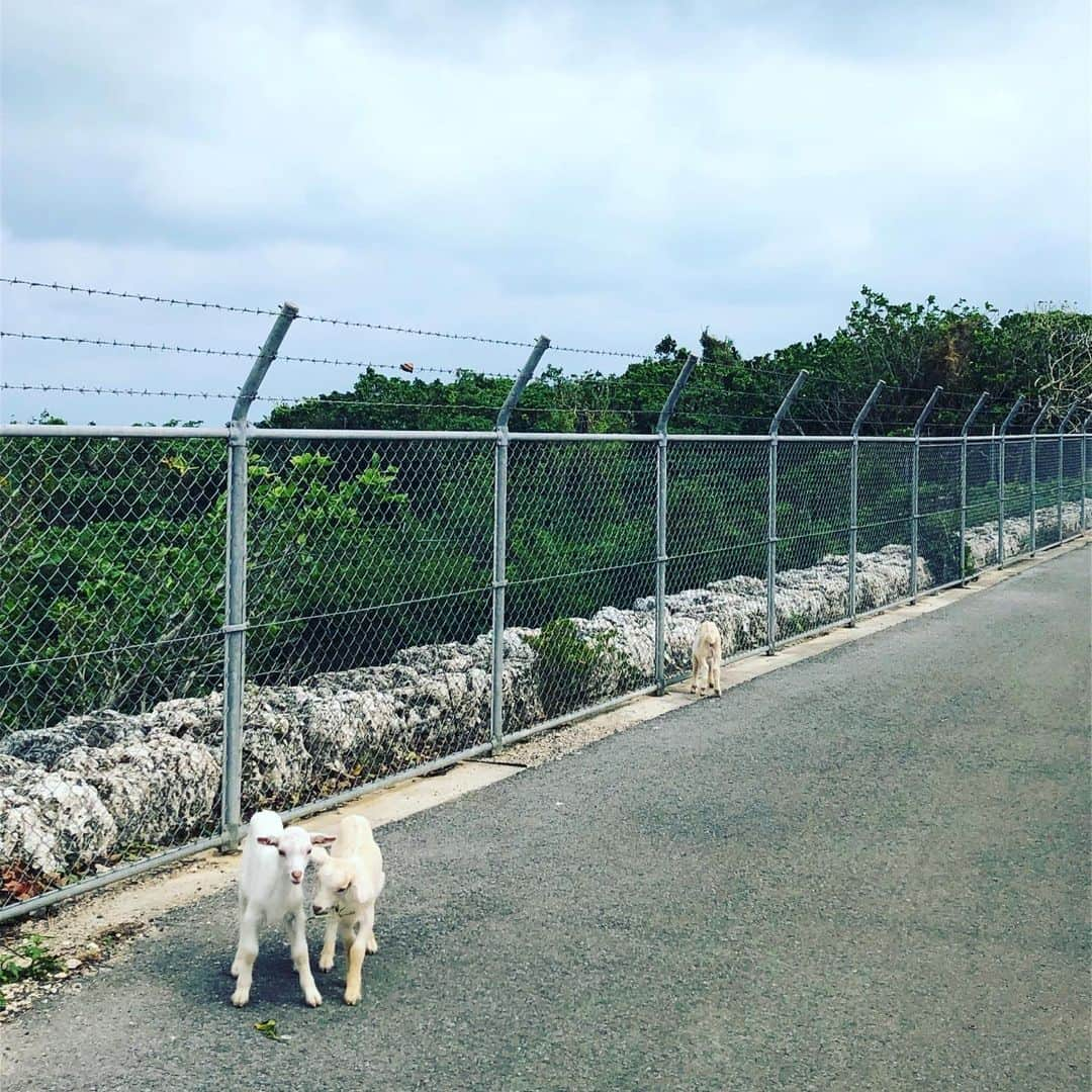 鈴木砂羽さんのインスタグラム写真 - (鈴木砂羽Instagram)「昨日は竹富島🚲 今日は小浜島をまたまた自転車で散策🚲💨 イマイチの天候の中、細崎の展望台→大岳展望台。 無人の展望台で喉を潤していたら🍺、 突如たくさんの観光客の方🇨🇳が来て、 あっという間に去って行きました🌀 たぶん一緒に写り込んでます☺️ 島紀行まだまだ続きます🌴  #溶け込んでいる #石垣島 #小浜島 #離島めぐり #大岳展望台 #細崎展望台 #哀愁の背中　🤣🚲」10月19日 21時21分 - bombon_sawa