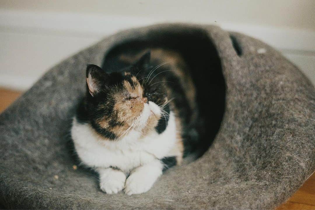 Pudgeのインスタグラム：「Cats, forever the last photo on any roll of film - - - Pudge on 35mm 📷」