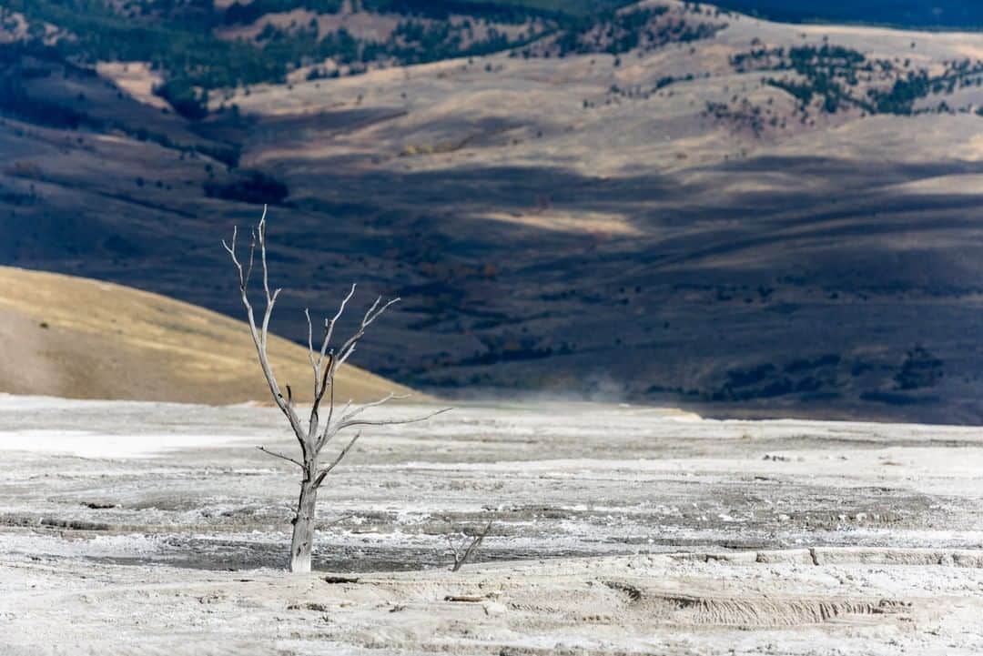 National Geographic Travelさんのインスタグラム写真 - (National Geographic TravelInstagram)「Photo by @michaelclarkphoto | A lone tree stands in a dry and deserted landscape in Yellowstone National Park, Wyoming. #wyoming #yellowstone」10月20日 4時59分 - natgeotravel