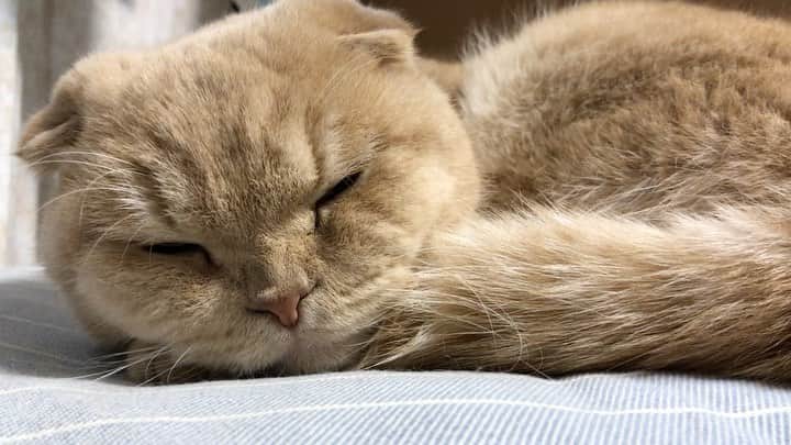 相馬有紀実のインスタグラム：「今日はもへいの1歳の誕生日！ もへいおめでとう❤️ 大好きだよ♪( ´▽｀) 生まれてきてくれて、出会ってくれてありがとう(●´ω｀●) もへい1歳おめでとうって言おうとしたらもっさいって言っちゃた(ﾟ∀ﾟ)  #もへい　#誕生日　#すこてぃっしゅふぉーるど  #ねこのいる生活  #癒し動画  #猫　#スコ  #10月19日 #一歳誕生日」