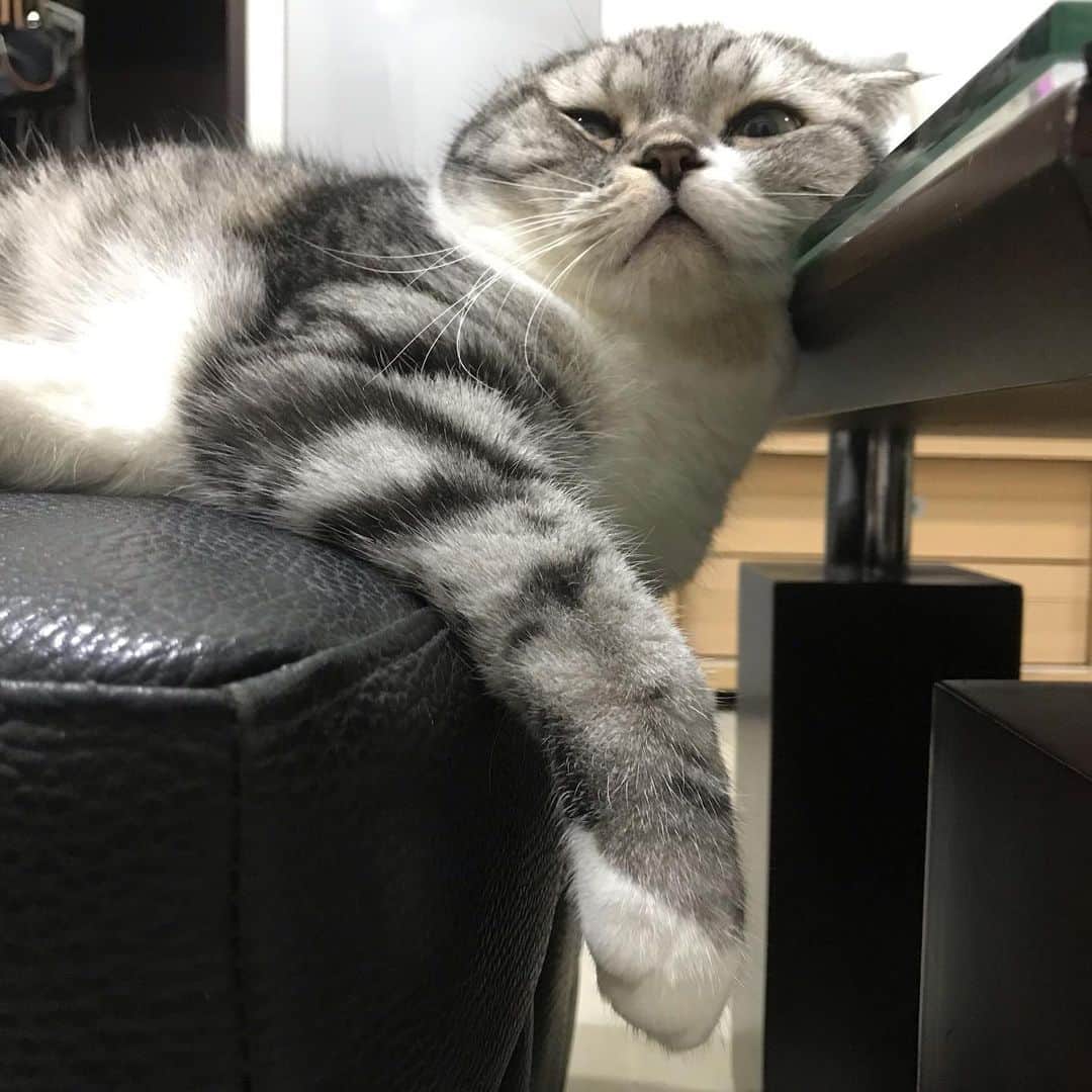KATSUOのインスタグラム：「#cat #catstagram #catsofinstagram #instacat #cutecat #katsuo」