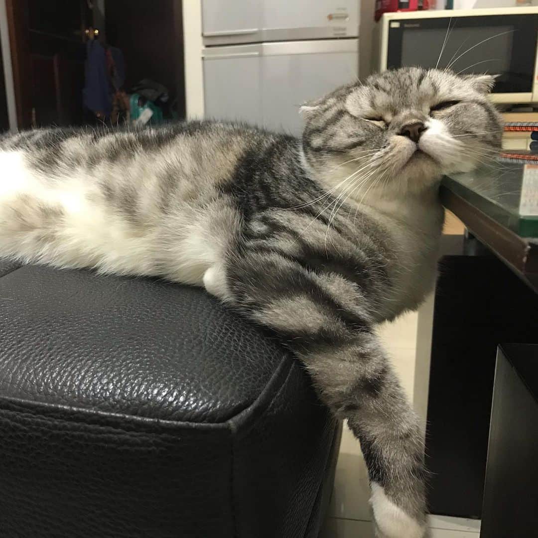 KATSUOのインスタグラム：「#cat #catstagram #catsofinstagram #instacat #cutecat #katsuo」