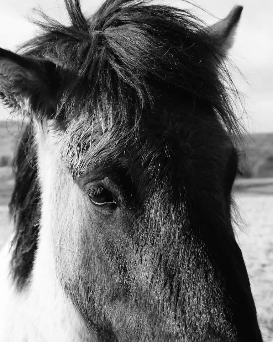 武智志穂さんのインスタグラム写真 - (武智志穂Instagram)「温厚で人懐っこくて愛らしい性格のアイスランドの馬たち🐴﻿ 何度車を停めて挨拶しにいったことか💕﻿ 今回は乗馬体験をする時間が作れなかったので、次回こそは…！﻿ ﻿ ﻿ #志穂sTrip #Iceland #icelandtravel #火と氷の国」10月20日 0時59分 - shiho_takechi