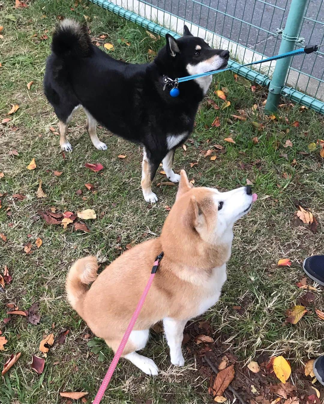 柴犬のモモさんのインスタグラム写真 - (柴犬のモモInstagram)「おはようございます。モモさんの大好きな人に2人も会えたので最高の朝んぽになったようです #いぬ #イヌ #犬 #柴犬 #赤柴 #日本犬 #犬バカ部 #ふわもこ部 #いぬら部 #癒しわんこ #柴犬マニア #犬のいる暮らし #口角キュキュッと部 #shiba #shibainu #shibadog #dogstagram #dogsofinstagram #shibastagram #shibasofinstagram #shibamania #inu #instadog #toyota_dog」11月18日 7時54分 - shi_ba_i_nu_momo