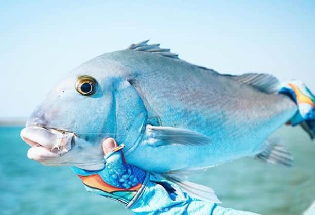 Costa Sunglassesのインスタグラム：「Wessel water blues. 📷: @aussieflyfisher #SeeWhatsOutThere」