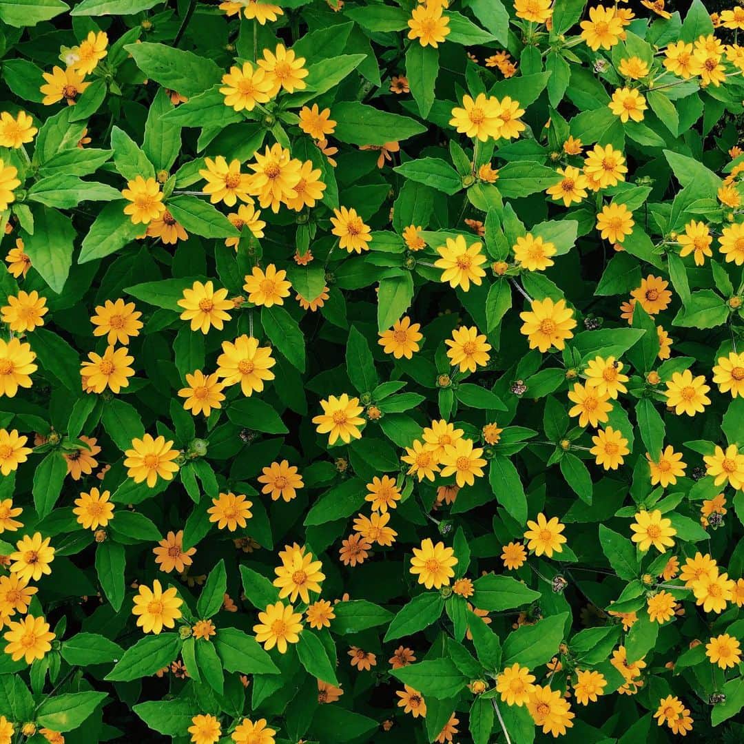のインスタグラム：「🍀🌼☘️🌼🍀 #いきなりの花シリーズ #なんて花だろう #🌼」