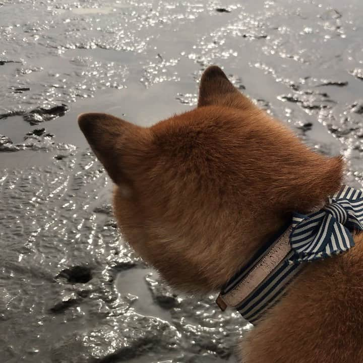 柴犬はなこ Shibainu Hanakoのインスタグラム