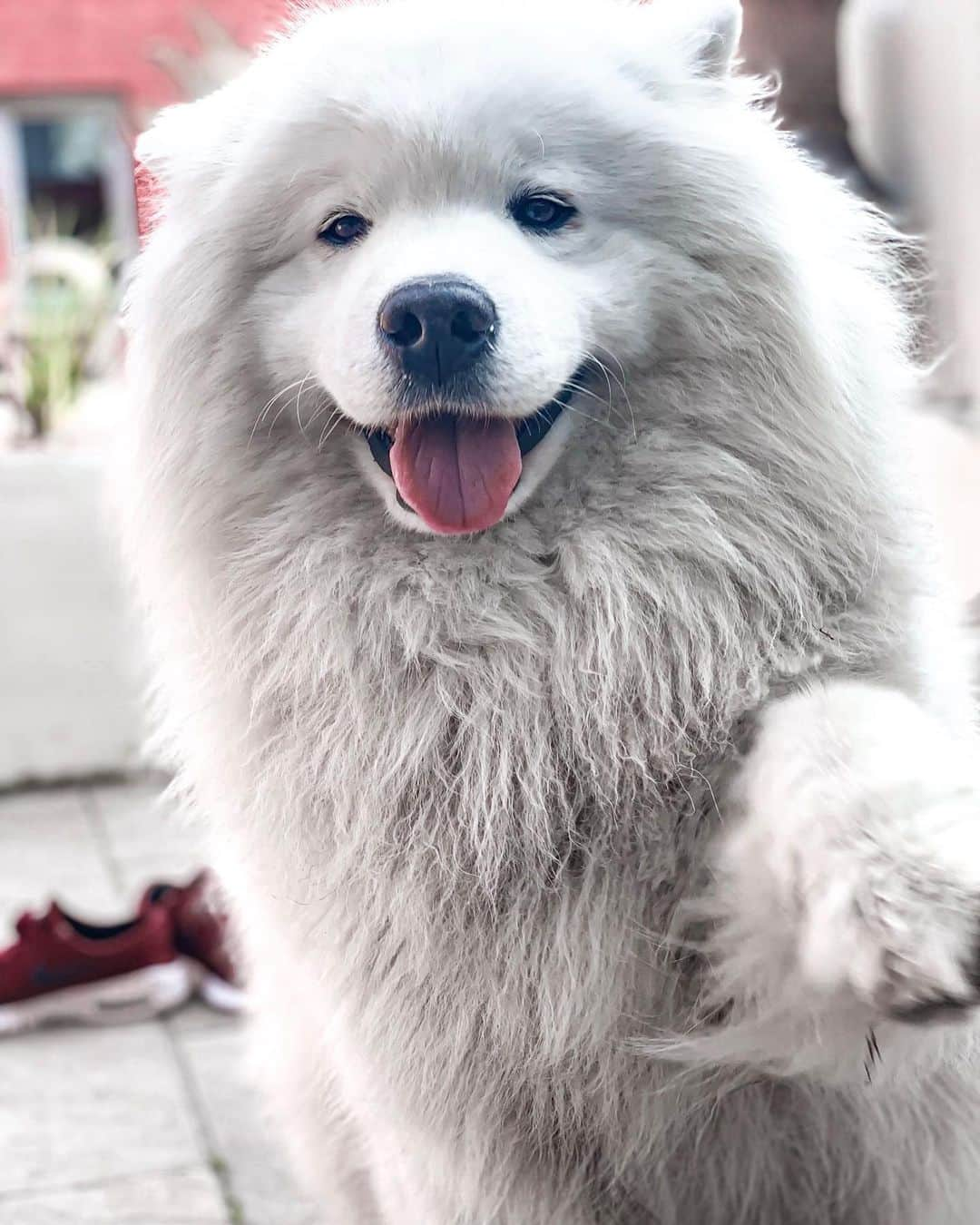 ニキ・ヴォリーズさんのインスタグラム写真 - (ニキ・ヴォリーズInstagram)「Posting my good boi because he deserves to show his face to the world !! “ “ “ “ #goodboi #samoyed #puppy #puppylove #myboi #sweet #soft #dogsofinstagram #whitefluffy #fluffy #lovehim #goals #friends #prettydogs #dirtyboy #crazy #hero #smile」11月18日 0時04分 - nikiwories