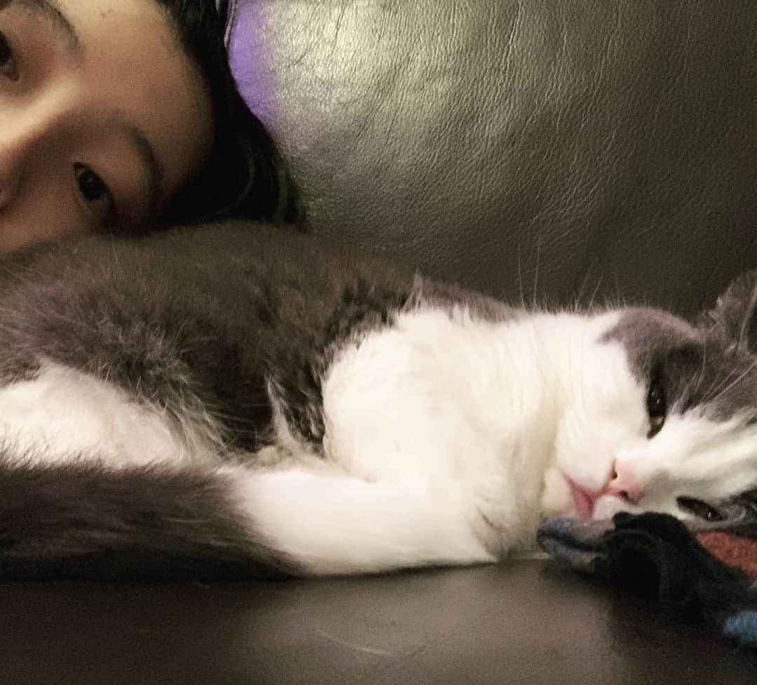 小谷実由さんのインスタグラム写真 - (小谷実由Instagram)「このしらすの顔好き #sirasucat」11月18日 0時01分 - omiyuno
