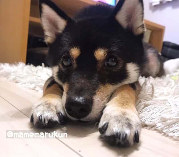 まめ丸のインスタグラム：「* * 今日もゆかだんぼ🐘でぬくぬく おやすみなさーい🐶💓 #まめ丸おねむ * Good night🐶💓 * #ゆかだんぼ🐘 さいこー #パパベッドまではこんでね #みんなもあったかくしてねてね * #柴犬#豆柴#柴#黒柴#犬#しばいぬ#shiba#shibainu#shibastagram#shibadog#puppy#instadog#dogstagram#dog#instashiba#blackshiba#petstagram#pet#cutepetclub#강아지#멍스타그램#boopthesnoot#doglover#ilovemydog#weeklyfluff」