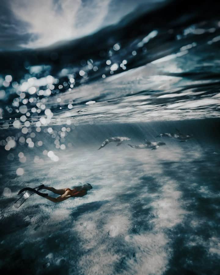 サシャ・カリスのインスタグラム：「Found some dolphins in Andros with @bahamasnationaltrust 💙💦🐬 🎥 @jackbatesphotography」