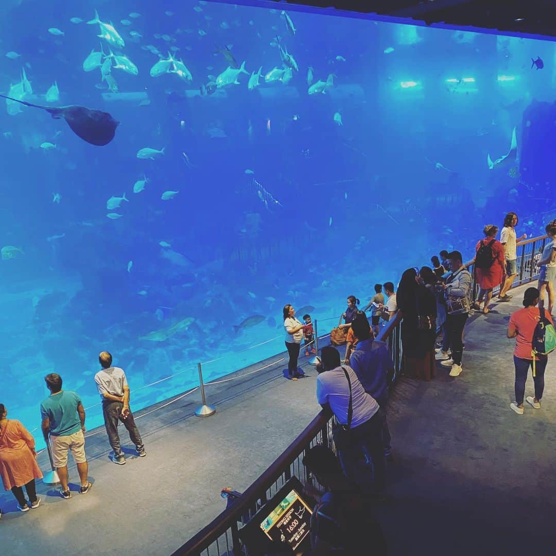 大西蘭さんのインスタグラム写真 - (大西蘭Instagram)「・ 年パスを買ったので、期間内にできるだけたくさん行かなきゃ！と水族館へ🐟 ・ こぐまちゃんも色とりどりの魚に釘付け🐡 ・ 水族館は涼しくて快適😆 ・ ・ トップスは @lzzieofficiel  襟にミッキーミニーが付いてます💕 ・ ・ #seaaquarium #sentosa」11月18日 1時25分 - onishiran