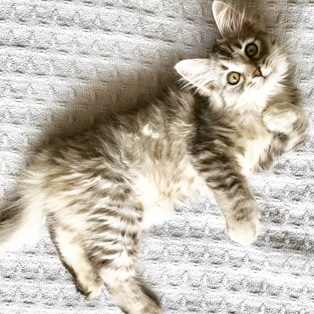 CatStockerさんのインスタグラム写真 - (CatStockerInstagram)「Hello! #catstocker is here! Follow our FURRriend @imleothesiberian  Scroll right for more pictures 👉 . . . . . . . #cat #neko #mačka #chat #kočka #котка #kot #кіт #mače #кошка #кот #katze #gato #gatto #kissa #kattunge #猫 #고양이 #貓 #kedi #köttur  #子猫 #חתול #кішка #gatinho #котенок #子猫 #gatito #kitten」11月18日 1時51分 - catstocker