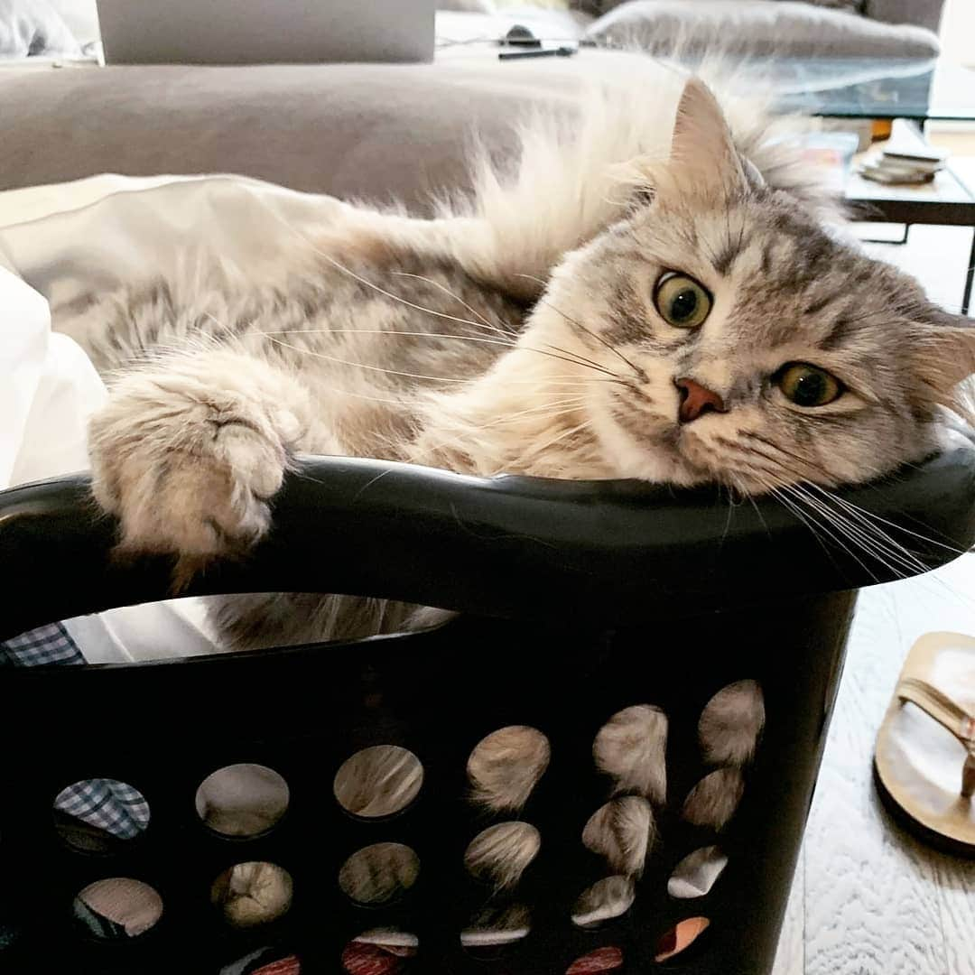 CatStockerさんのインスタグラム写真 - (CatStockerInstagram)「Hello! #catstocker is here! Follow our FURRriend @imleothesiberian  Scroll right for more pictures 👉 . . . . . . . #cat #neko #mačka #chat #kočka #котка #kot #кіт #mače #кошка #кот #katze #gato #gatto #kissa #kattunge #猫 #고양이 #貓 #kedi #köttur  #子猫 #חתול #кішка #gatinho #котенок #子猫 #gatito #kitten」11月18日 1時51分 - catstocker