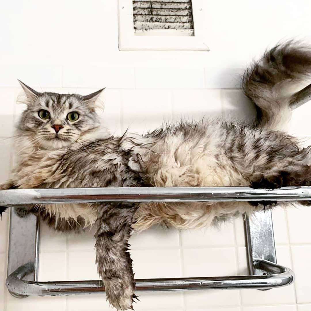 CatStockerのインスタグラム：「Hello! #catstocker is here! Follow our FURRriend @imleothesiberian  Scroll right for more pictures 👉 . . . . . . . #cat #neko #mačka #chat #kočka #котка #kot #кіт #mače #кошка #кот #katze #gato #gatto #kissa #kattunge #猫 #고양이 #貓 #kedi #köttur  #子猫 #חתול #кішка #gatinho #котенок #子猫 #gatito #kitten」
