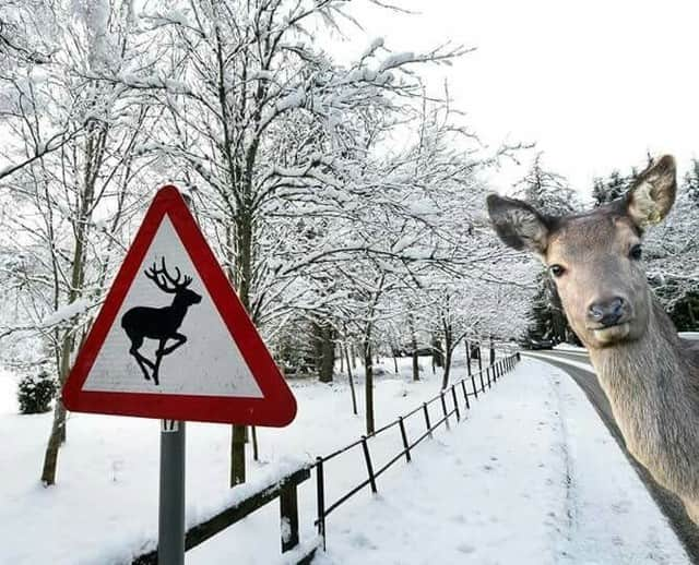 9GAGさんのインスタグラム写真 - (9GAGInstagram)「Sup?⠀ 📸 TOMOKIN_Voice | TW⠀ -⠀ #deer #snow #japan #9gag」11月18日 2時00分 - 9gag