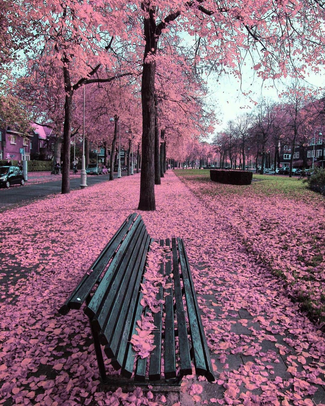 Hatice Korkmaz The Color Queenのインスタグラム：「Same place different mood😁💝 #amsterdam #netherlands #pink #love #nature #color」