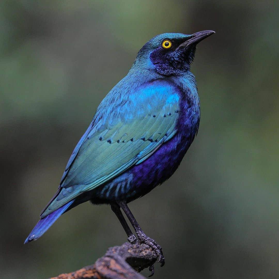 San Diego Zooさんのインスタグラム写真 - (San Diego ZooInstagram)「A bunch of appropriately named birds to brighten up your feed.  1. Fischers lovebirds 2. Blue-eared glossy starling 3. Yellow-crowned bishop 4. Long-tailed paradise whydah  5. Curl-crested aracari 6. Victoria crowned pigeon 7. Fire-tufted barbet 8. Splendid sunbird 9. White-bellied go-away bird 10. Chestnut-breasted malkoha  Do you have a better name for any of these feathered friends? #birdsofafeather #whatsinaname #sandiegozoo 📷s: Ian Gill」11月18日 4時05分 - sandiegozoo