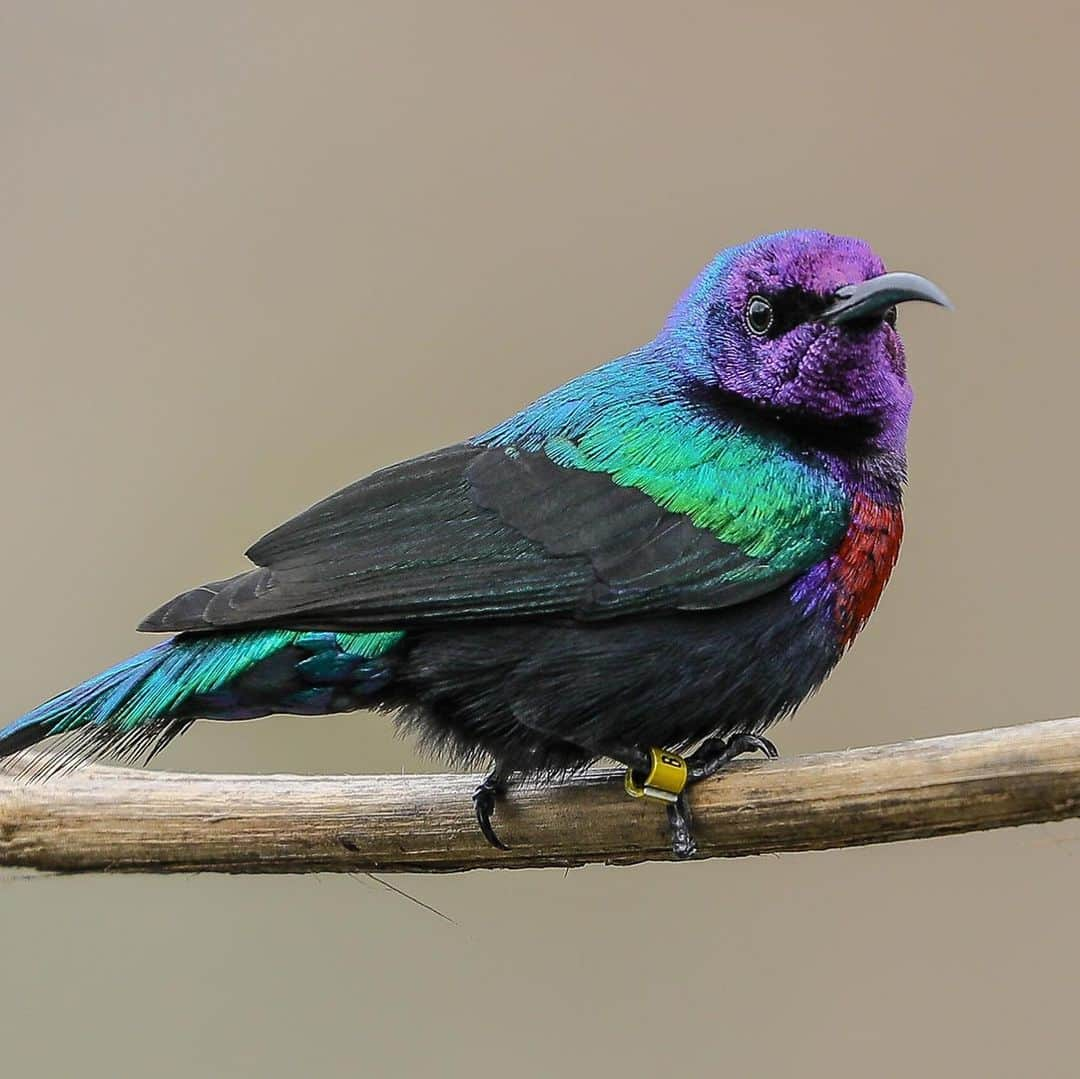 San Diego Zooさんのインスタグラム写真 - (San Diego ZooInstagram)「A bunch of appropriately named birds to brighten up your feed.  1. Fischers lovebirds 2. Blue-eared glossy starling 3. Yellow-crowned bishop 4. Long-tailed paradise whydah  5. Curl-crested aracari 6. Victoria crowned pigeon 7. Fire-tufted barbet 8. Splendid sunbird 9. White-bellied go-away bird 10. Chestnut-breasted malkoha  Do you have a better name for any of these feathered friends? #birdsofafeather #whatsinaname #sandiegozoo 📷s: Ian Gill」11月18日 4時05分 - sandiegozoo