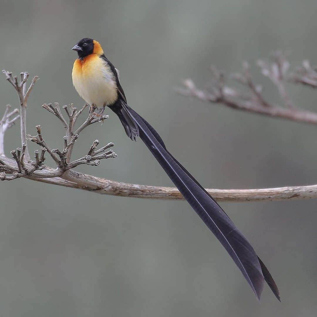 San Diego Zooさんのインスタグラム写真 - (San Diego ZooInstagram)「A bunch of appropriately named birds to brighten up your feed.  1. Fischers lovebirds 2. Blue-eared glossy starling 3. Yellow-crowned bishop 4. Long-tailed paradise whydah  5. Curl-crested aracari 6. Victoria crowned pigeon 7. Fire-tufted barbet 8. Splendid sunbird 9. White-bellied go-away bird 10. Chestnut-breasted malkoha  Do you have a better name for any of these feathered friends? #birdsofafeather #whatsinaname #sandiegozoo 📷s: Ian Gill」11月18日 4時05分 - sandiegozoo