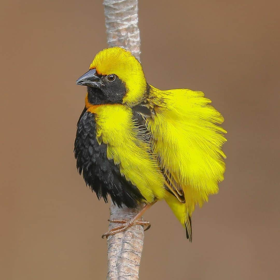 San Diego Zooさんのインスタグラム写真 - (San Diego ZooInstagram)「A bunch of appropriately named birds to brighten up your feed.  1. Fischers lovebirds 2. Blue-eared glossy starling 3. Yellow-crowned bishop 4. Long-tailed paradise whydah  5. Curl-crested aracari 6. Victoria crowned pigeon 7. Fire-tufted barbet 8. Splendid sunbird 9. White-bellied go-away bird 10. Chestnut-breasted malkoha  Do you have a better name for any of these feathered friends? #birdsofafeather #whatsinaname #sandiegozoo 📷s: Ian Gill」11月18日 4時05分 - sandiegozoo