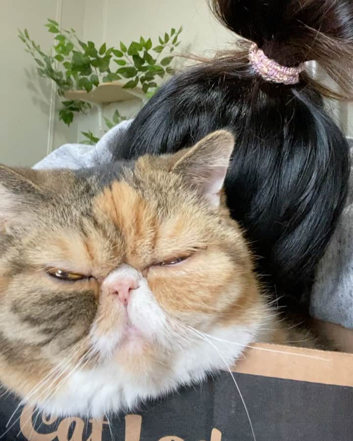 Tinaのインスタグラム：「Wheezy loves a good box cuddle 😹 (sound up for some really loud purrs )」