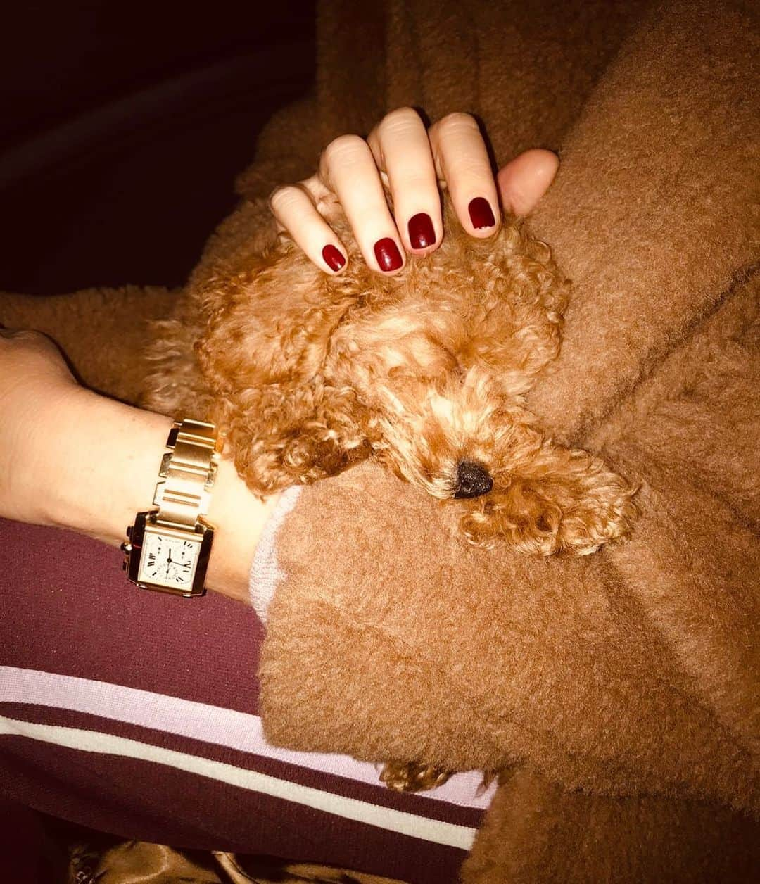 Alessia Marcuzziさんのインスタグラム写真 - (Alessia MarcuzziInstagram)「We look the same🐻🐶」11月18日 4時25分 - alessiamarcuzzi