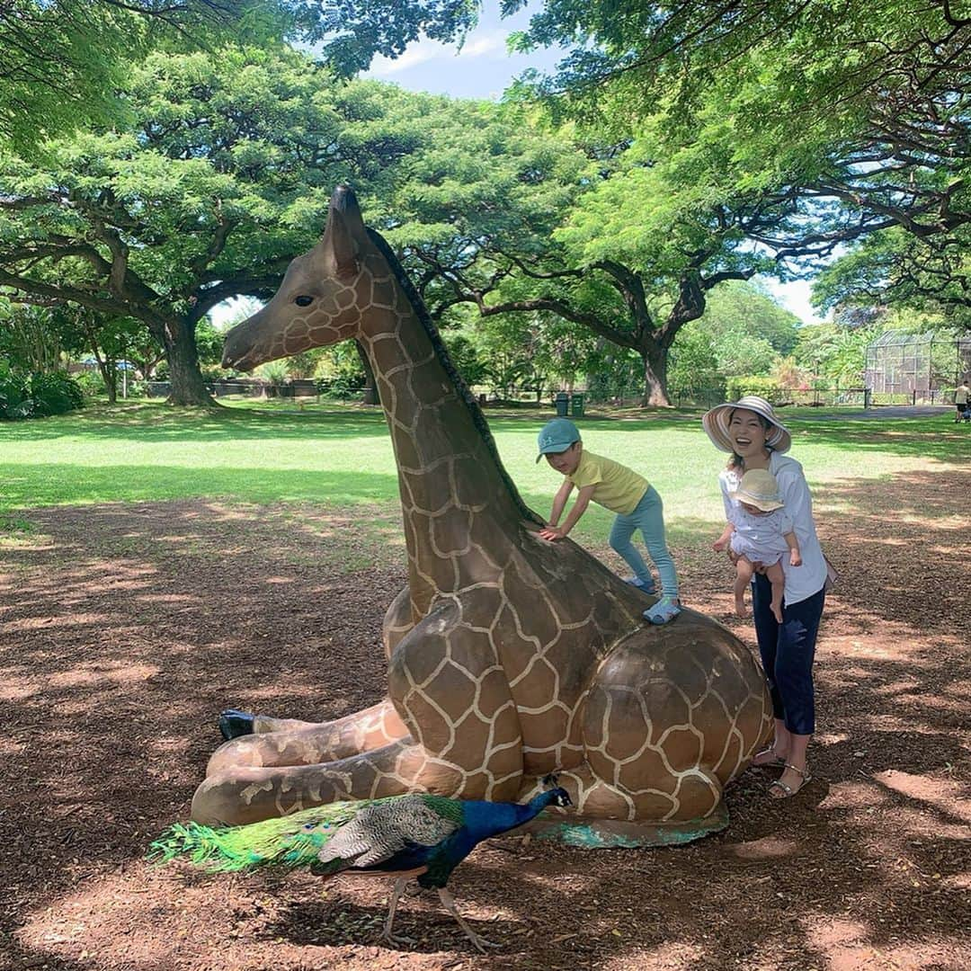 澤野井香里さんのインスタグラム写真 - (澤野井香里Instagram)「トロリーに乗って#ホノルル動物園 へ🐱﻿ ﻿ 前回お昼に来て動物みんな寝ちゃってたので、今回は早起きして朝一番に来たらたくさん活動してる動物が見れた✨ ﻿ 大好きなライオン🦁にキリン🦒や🦓、お猿🐒さんも可愛かったー♪ ﻿ 野放しにされてるクジャク🦚に追いかけられて、キリンによじ登って泣きながら逃げるSが面白すぎて😂﻿ ﻿ 広い敷地に緑や遊具もたくさんあってゆっくりできる＾＾﻿ ﻿ 日傘がさせないから、暑いけどUVカーディガンが手放せない💦﻿ ﻿ #ks_trip✨ #ks_trip_hawaii✈️ #ks_trip_🇺🇸 #kaoris_family #kaoris_family_2019 #ks_19✨#hawaii #honoluluzoo #男の子ママ #女の子ママ #関西ママ #京都ママ #👶 #ママライフ #0才 #3才 #赤ちゃん #赤ちゃんとおでかけ #ハワイ #家族旅行 #ハワイ旅行 #子連れ海外 #子連れハワイ #S⭐️_ #M🍒_  #s⭐️m🍒」11月14日 9時21分 - kaori_sawanoi