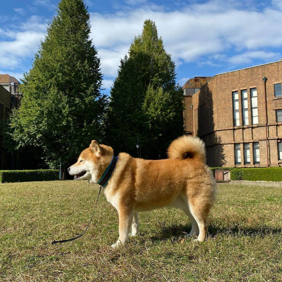 まる（まるたろう）さんのインスタグラム写真 - (まる（まるたろう）Instagram)「Good morning!✨🐶✨今月ももうすぐ15日。11月も折り返し地点。 #あっちゅうまやな #気合い入れてこ #置いてかれるで」11月14日 9時23分 - marutaro