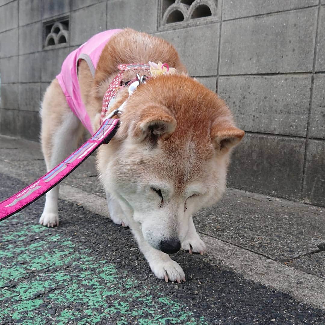 柴子さんのインスタグラム写真 - (柴子Instagram)「おはようございます。 今朝も元気にお散歩テクテク。 #柴犬　#shibainu #shibastagram」11月14日 9時23分 - senogawadogs