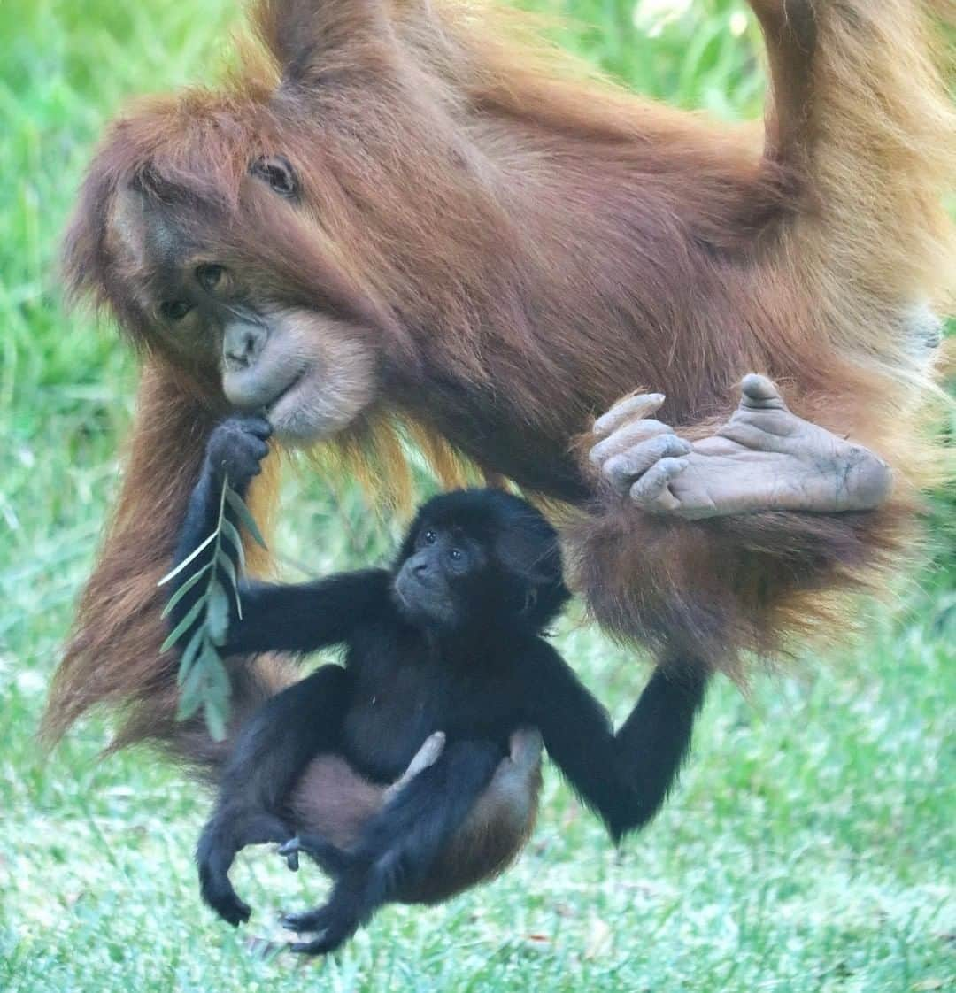 San Diego Zooさんのインスタグラム写真 - (San Diego ZooInstagram)「Don’t go ape on one another. Lend a hand, be kind to each other. ❤️ #WorldKindnessDay #apesolutelyadorable #sandiegozoo 📷 Liz Sauer」11月14日 10時01分 - sandiegozoo