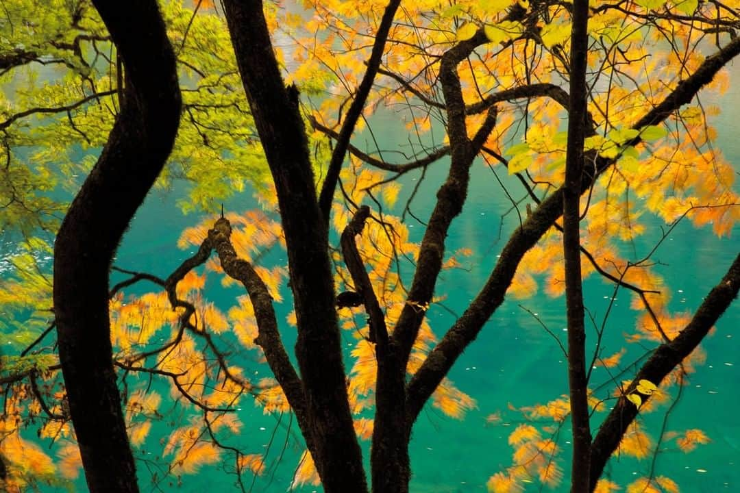 National Geographic Travelさんのインスタグラム写真 - (National Geographic TravelInstagram)「Photo by Michael Yamashita @yamashitaphoto | Fall color blows in the wind at a lake in Jiuzhaigou National Park. The park, China’s most popular, is known for its aqua-green waters. #jiuzhaigou #sichuan #fall #fallcolors #fallfoliage」11月14日 10時04分 - natgeotravel