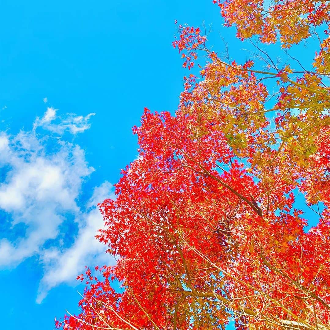 福田典子さんのインスタグラム写真 - (福田典子Instagram)「今週の「 #よじごじDays 」では、紅葉中継をお届けしています🍁 ㅤㅤㅤㅤㅤㅤㅤㅤㅤㅤㅤㅤㅤ #群馬県安中市 の紅葉をお裾分けです🥰 加工の仕方がバラバラなので見づらい写真の並びかもしれませんが、どの写真がみなさんには響くでしょうか…🤭💓 ㅤㅤㅤㅤㅤㅤㅤㅤㅤㅤㅤㅤㅤ 季節の変わり目なので体調には気をつけて、季節の移ろいを楽しみたいものですね☺️✨ ㅤㅤㅤㅤㅤㅤㅤㅤㅤㅤㅤㅤㅤ #紅葉 #紅葉狩り」11月14日 10時34分 - norikofukuda212
