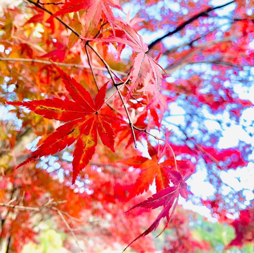 福田典子さんのインスタグラム写真 - (福田典子Instagram)「今週の「 #よじごじDays 」では、紅葉中継をお届けしています🍁 ㅤㅤㅤㅤㅤㅤㅤㅤㅤㅤㅤㅤㅤ #群馬県安中市 の紅葉をお裾分けです🥰 加工の仕方がバラバラなので見づらい写真の並びかもしれませんが、どの写真がみなさんには響くでしょうか…🤭💓 ㅤㅤㅤㅤㅤㅤㅤㅤㅤㅤㅤㅤㅤ 季節の変わり目なので体調には気をつけて、季節の移ろいを楽しみたいものですね☺️✨ ㅤㅤㅤㅤㅤㅤㅤㅤㅤㅤㅤㅤㅤ #紅葉 #紅葉狩り」11月14日 10時34分 - norikofukuda212