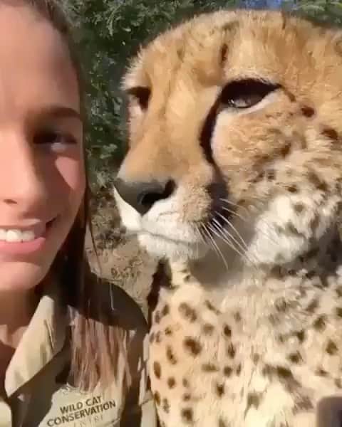 BeStylishのインスタグラム：「This is so cute 😻🥰😘🐯 Tag someone who would be scared 😂 _ . 📸 By: @wildcatcentre  Follow @bestylish for more awesome daily content including fashion, art, entertainment & more! _ . . #bestylish #cuteanimals #art #entertainment #fashion #hair #makeup #animals #tiger #lion #cutevideo #kiss #animalkiss」