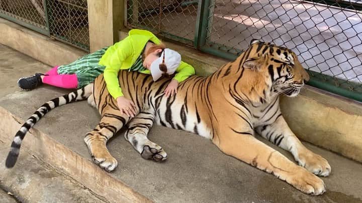D[di:]のインスタグラム：「ついに、大人のトラ🐯さんに、抱きついてきた❤️😆❤️🇹🇭 タイガーKingdom🐯  でかい😆かわいい❤️肌触りいい💕  1.名前はペプシ🐯 棒で軽く叩かれて調教師に怯えてる表情してたから、ちょっとかわいそうだったが、思う存分撫で撫でさせていただきました。  過去に日本のサファリパーク(ホワイトタイガーの赤ちゃん)と、札幌ノースサファリ(生まれて半年くらいの子虎)を抱っこしたことはあったけど、大人のトラは初めて🐯  やたら眠そうだし、大人しくしてるから薬漬けにされているんだろうかと、やや複雑だけど、こんな近づいて触れちゃうなんて、やはり嬉しい💫 夢の一つが叶いました ありがとう、ペプシ。  2.ちなみにチヨ子は赤ちゃんトラと戯れてました^_^  3.ペプシのおブス顔  4.ミサキとわたしは大人トラチームだったので、撮影してるところをチヨ子が隠し撮りしていた  5.もう一匹のトラちゃん この子はずっと寝ていた  6.ニューそい寝  9.10.野生のふぐりシリーズ 去勢された猫ニャーだらけの日本ではなかなかお目にかかれない立派なヤツ  #チェンマイ　#女子旅　#虎　#寅　#トラ　#tigerkingdom #十分間で800TB #tiger」