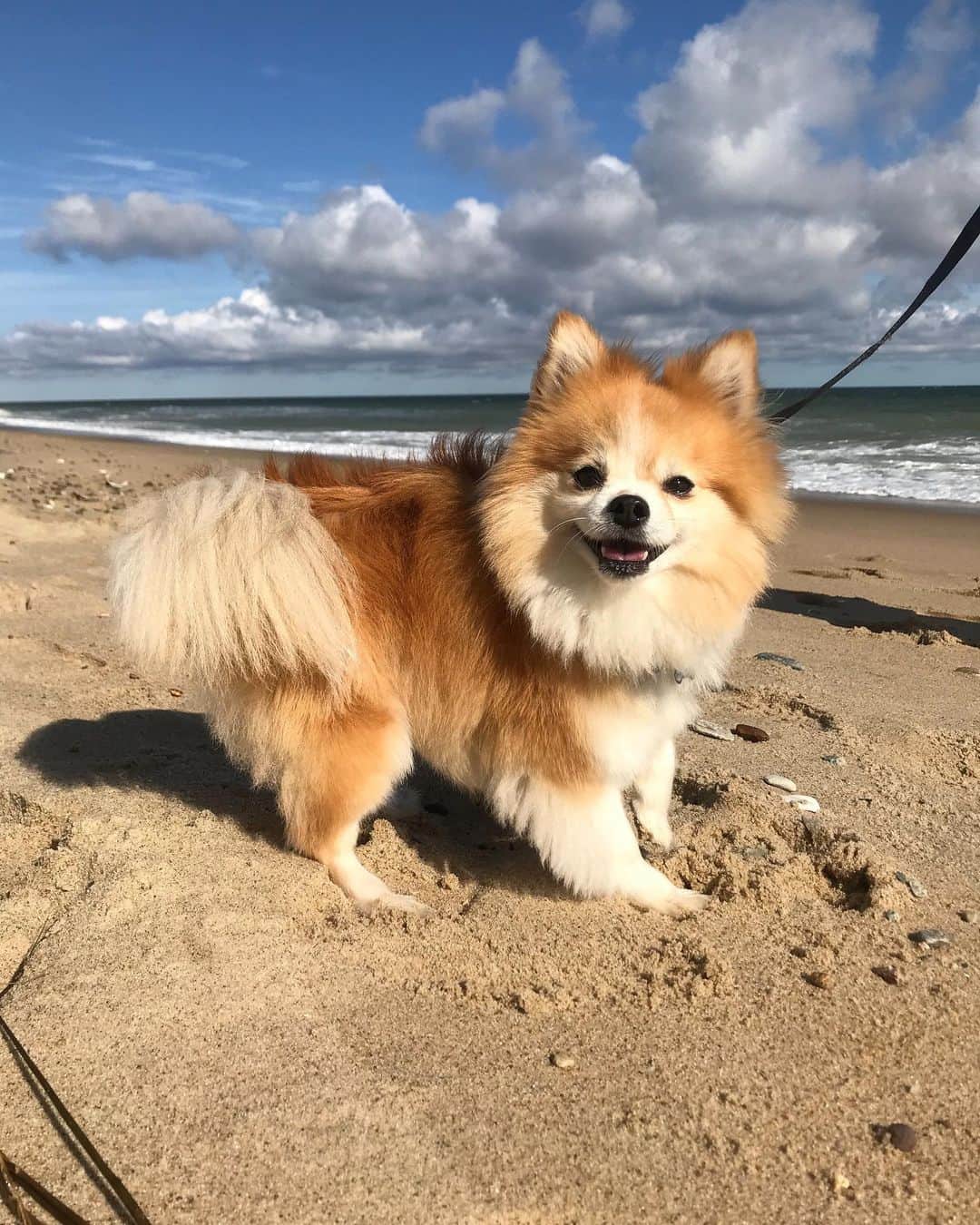のインスタグラム：「Baby Simba at the beach pt. 2 🥰」