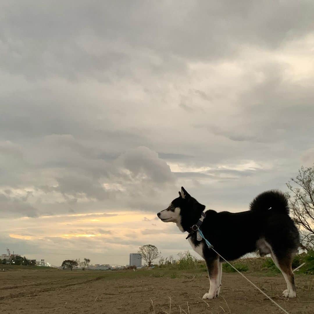 のインスタグラム：「ちょっと生温い朝んぽ🐾 #kuroshiba #blackshiba #shibainu #shibastagram #instadog #dogstagram #柴犬 #黒柴 #黑柴 #日本犬 #和犬 #シニア犬 #癒し犬 #いぬら部 #ふわもこ部 #柴犬部 #モフモフ生命体 #柴犬のいる暮らし #わんこのいる暮らし #わんこのいる生活 #わんこと一緒 #わんダフォ #わんだふるjapan #朝んぽ」