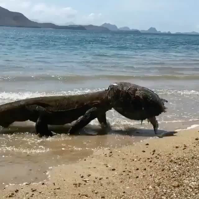 WildLifeのインスタグラム：「Tag a fiend : video by @therealtarzann」
