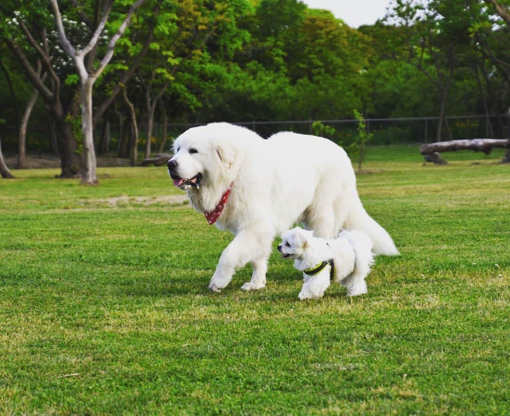 小野真弓さんのインスタグラム写真 - (小野真弓Instagram)「おはようございます^_^強風木曜日🍃 今日も良い一日を^_^ #チワマル#ハルくん #グレートピレニーズ#いぬすたぐらむ #いぬばか部 #chihuahua #maltese #mixdog #dogstagram #doglover #千葉県#君津市 大きな優しいサモエドさん、、ではなく、グレートピレニーズさん🐶ハルくんが赤ちゃんみたい✨こう見えてハルくん年上😲 追記 お耳がねてるので、グレートピレニーズですね😂失礼しました🐶🐶よく見ると全然違いますね😂」11月14日 7時00分 - hanaharuaroi