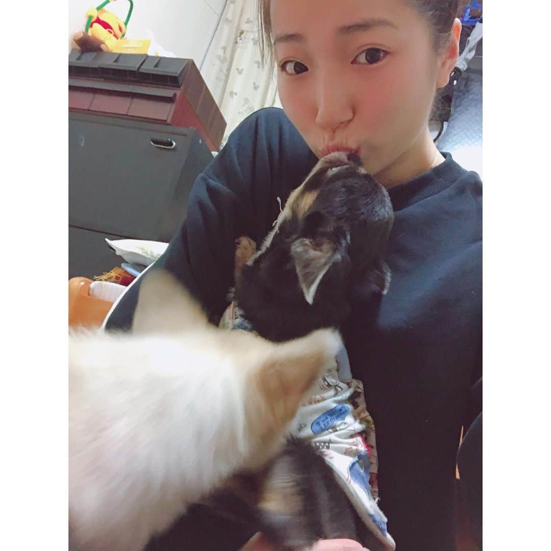 有明ゆなさんのインスタグラム写真 - (有明ゆなInstagram)「忙しいぞ！おまえたち(=^ェ^=) . . . .  #愛犬 #愛犬🐶 #愛犬家 #愛犬との暮らし #ちわわん #ちわわ部 #ちわわ #ちわすたぐらむ #ちわわ親バカ部 #ちわわ大好き #チワワちゃん #チワスタグラム #チワワ #チワワ部 #チワワラブ #チワワ画像 #チワワ大好き #dog #dogstgram #dogstagram #ありあけゆな」11月14日 7時56分 - ariake_yuna