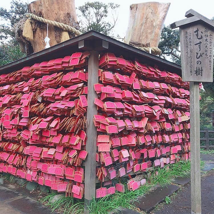 中庄司愛希さんのインスタグラム写真 - (中庄司愛希Instagram)「江ノ島神社のむすびの樹⛩ 幹が二つで、根が一つになったむすびの樹👫💕 縁結びのご利益があるそうでピンクの可愛い絵馬がたくさんで可愛かった💕 #江ノ島 #むすびの樹 #江ノ島神社 #お出かけコーデ #ゴルフ女子 #golfgirls #ゴルフ #골프 #高尔夫  #golf #トレーニング女子 #スポーツ女子 #photo #followme #縁結び」11月14日 8時10分 - aki_nakashoji_golf