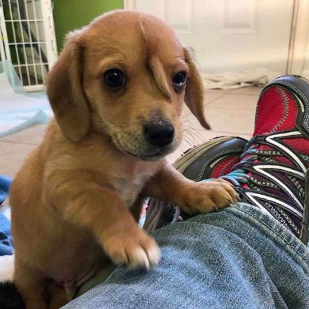 ティモシー・サイクスさんのインスタグラム写真 - (ティモシー・サイクスInstagram)「Repost from @karmagawa A 10-week-old abandoned puppy with a secondary tail, in the middle of his head, has been taken in by the @macthepitbull animal rescue center in Missouri. Staff at Mac's Mission, which is predominantly for animals with special needs, have called the puppy Narwhal. They‘ve been told there was "no medical need to remove" the extra tail as it caused him no pain and the popularity of Narwhal on social media is helping raise awareness and money for the rescue center’s work. So, enjoy these beautiful pictures/videos of Narwhal and please share this post with your followers and tag dog lovers who need to see this in the comments and let’s all work together to raise even more awareness for incredible animal rescue centers like @macthepitbull that put so much time and effort into helping animals like this! #animalrescue #thisisme #doglovers #karmagawa」11月14日 8時13分 - timothysykes