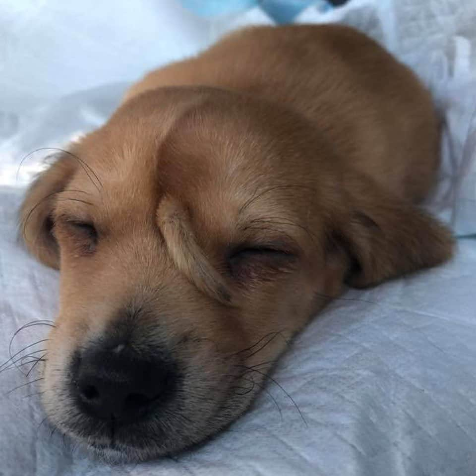 ティモシー・サイクスさんのインスタグラム写真 - (ティモシー・サイクスInstagram)「Repost from @karmagawa A 10-week-old abandoned puppy with a secondary tail, in the middle of his head, has been taken in by the @macthepitbull animal rescue center in Missouri. Staff at Mac's Mission, which is predominantly for animals with special needs, have called the puppy Narwhal. They‘ve been told there was "no medical need to remove" the extra tail as it caused him no pain and the popularity of Narwhal on social media is helping raise awareness and money for the rescue center’s work. So, enjoy these beautiful pictures/videos of Narwhal and please share this post with your followers and tag dog lovers who need to see this in the comments and let’s all work together to raise even more awareness for incredible animal rescue centers like @macthepitbull that put so much time and effort into helping animals like this! #animalrescue #thisisme #doglovers #karmagawa」11月14日 8時13分 - timothysykes