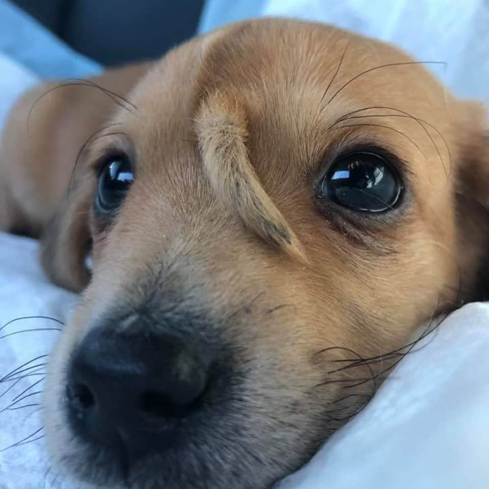 ティモシー・サイクスさんのインスタグラム写真 - (ティモシー・サイクスInstagram)「Repost from @karmagawa A 10-week-old abandoned puppy with a secondary tail, in the middle of his head, has been taken in by the @macthepitbull animal rescue center in Missouri. Staff at Mac's Mission, which is predominantly for animals with special needs, have called the puppy Narwhal. They‘ve been told there was "no medical need to remove" the extra tail as it caused him no pain and the popularity of Narwhal on social media is helping raise awareness and money for the rescue center’s work. So, enjoy these beautiful pictures/videos of Narwhal and please share this post with your followers and tag dog lovers who need to see this in the comments and let’s all work together to raise even more awareness for incredible animal rescue centers like @macthepitbull that put so much time and effort into helping animals like this! #animalrescue #thisisme #doglovers #karmagawa」11月14日 8時13分 - timothysykes